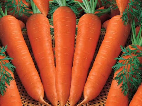 Cà rốt: Là nguồn dồi dào beta-carotene, một chất chống ôxy hóa sẽ trở thành vitamin A khi vào cơ thể. Vitamin A giữ cho da khỏe, mềm và mịn. Thiếu hụt vitamin A có thể dẫn đến sự thô ráp, đóng vảy và khóa kín các lỗ chân lông. Một ly nước ép cà-rốt mỗi ngày là cách để hạn chế tình trạng da bị tổn thương bởi ánh nắng mặt trời, duy trì vẻ hồng hào cho làn da.