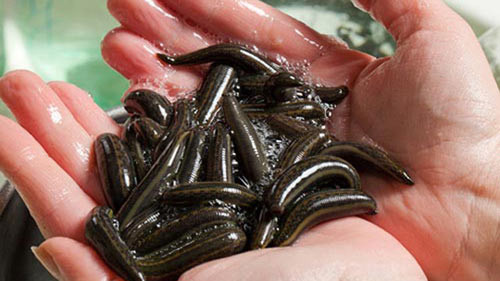 Sau khi bị đỉa hút máu, bệnh nhân sẽ có cảm giác kiệt sức nhưng chỉ vài ngày sau đó, họ dần khỏe mạnh hơn, vết đỉa cắn cũng lành lại và biến mất. Các nhà nghiên cứu cho biết, trong nước dãi của đỉa có chứa một lượng lớn các thành phần giảm đau, gây tê và làm loãng máu kết hợp, giúp bệnh nhân chống chọi với những cơn đau và viêm nhiễm.