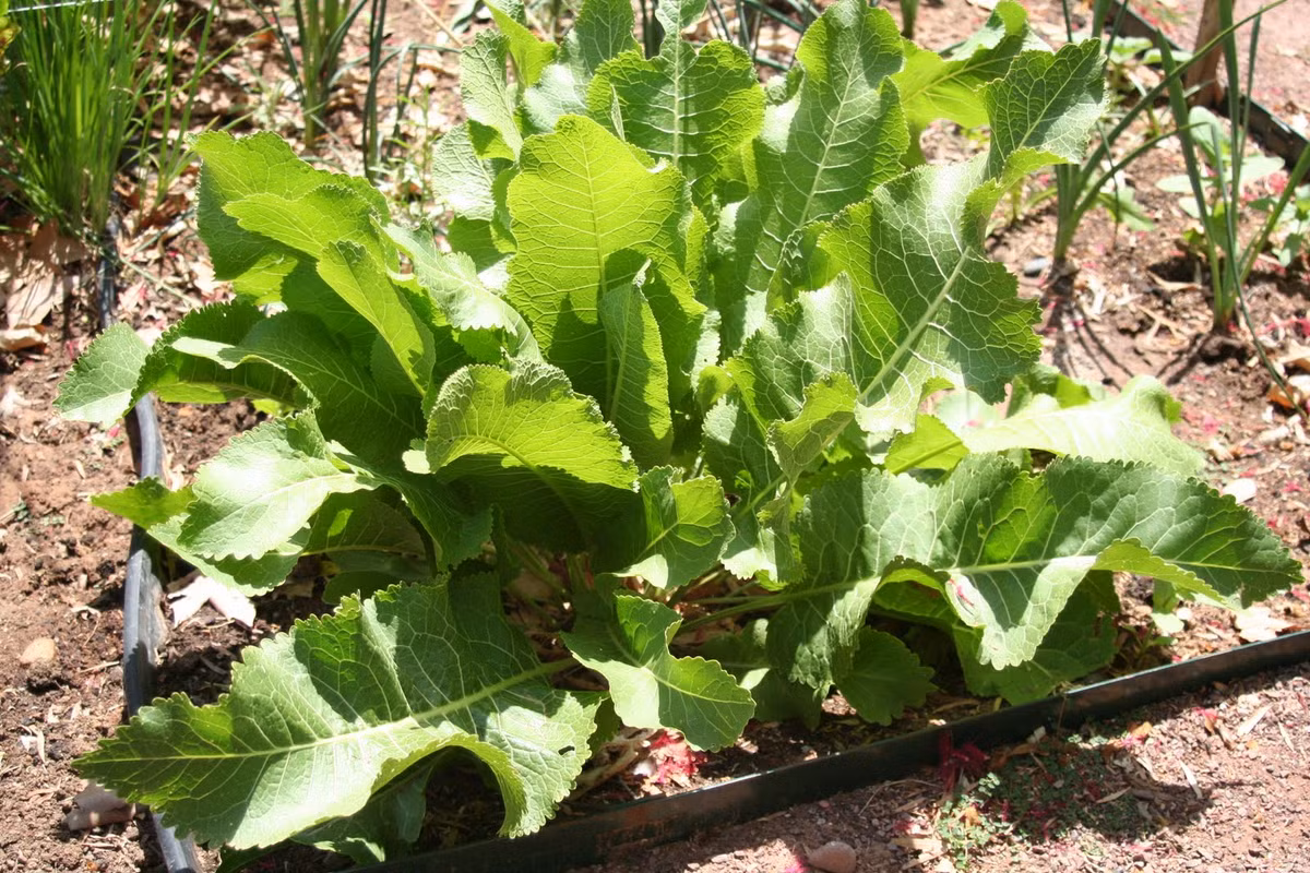 Cải horseradish. Cải horseradish là một chất tẩy trắng da truyền thống. Để làm trắng da thì bạn cần một mặt nạ bao gồm cải horseradish, giấm, nước chanh và tinh dầu hoa hồng. Nghiền 1 muỗng cà phê cải horseradish. Trộn chung với ½ muỗng cà phê nước chanh và giấm và ba giọt tinh dầu hoa hồng. Nhẹ nhàng thoa lên khuôn mặt, để trong một vài phút, rửa sạch và lau khô khuôn mặt .