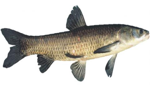 Cá trắm đen 1 con, làm sạch, chú ý bỏ mật, rồi cắt khúc, xào qua với gừng, hành và một chút dầu thực vật, rồi đổ nước hầm nhừ, chia ăn nhiều lần trong ngày.