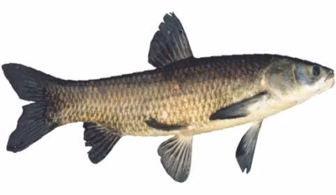 Cá trắm đen 1 con, làm sạch, chú ý bỏ mật, rồi cắt khúc, xào qua với gừng, hành và một chút dầu thực vật, rồi đổ nước hầm nhừ, chia ăn nhiều lần trong ngày.