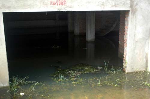 Rêu nổ lềnh bềnh ngay lối vào.