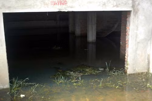 Rêu nổ lềnh bềnh ngay lối vào.