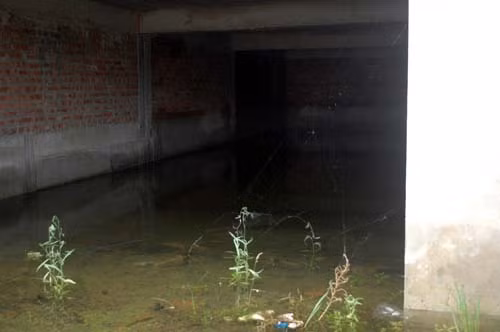 Mạng nhện giăng đầy trước lối vào căn biện thự.