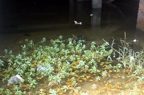 Cỏ dại mọc um tùm trong biệt thự sang trọng.