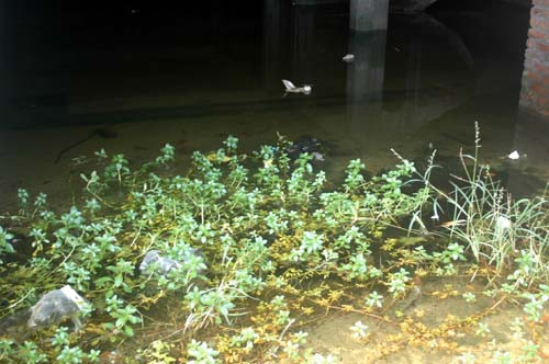 Cỏ dại mọc um tùm trong biệt thự sang trọng.