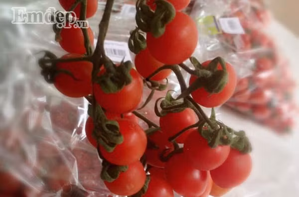 Cà chua trái cây đủ vị giá 100.000 đồng/kg hấp dẫn chị em