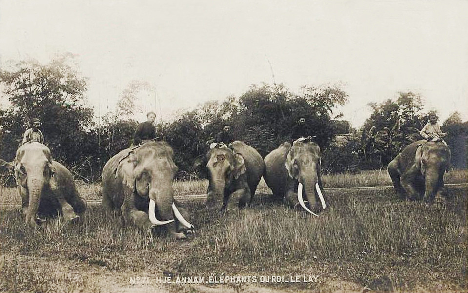 Những con voi của hoàng gia tại khu vực chăn thả cùng các quản tượng. Ảnh tư liệu.