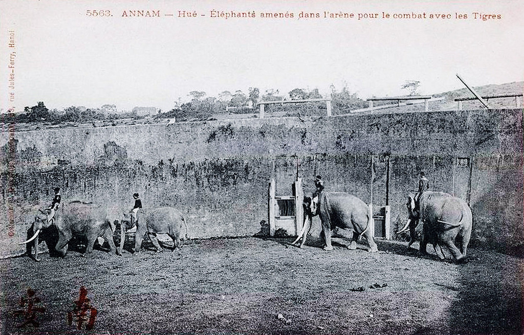 Voi chiến được dẫn vào trong Hổ quyền. Ảnh tư liệu.