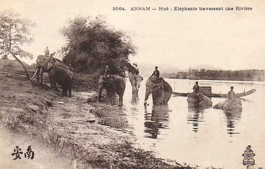 Đàn voi lội qua sông Hương. Bên kia sông là tháp Phước Duyên của chùa Thiên Mụ. Ảnh tư liệu.