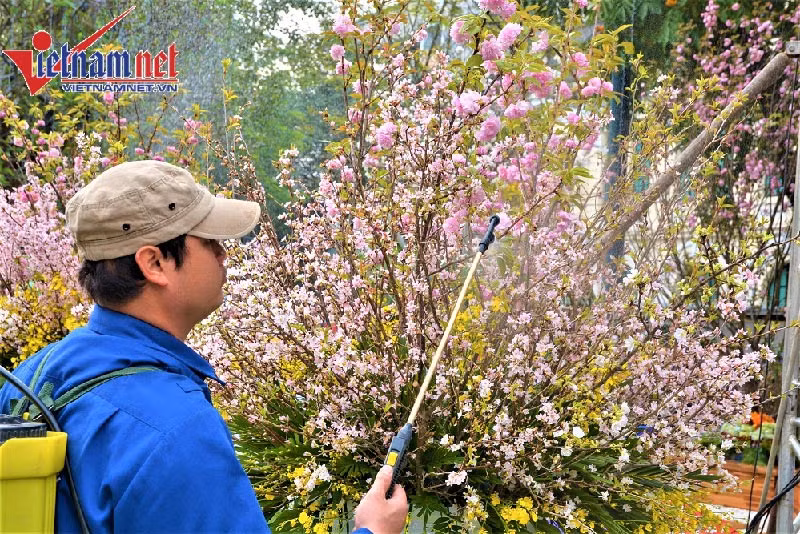 Việc chăm sóc hoa được diễn ra liên tục, đảm bảo hoa luôn tươi mới. Một thành viên BTC cho biết: Đã bố trí 4 xe container đầy hoa xung quanh khu vực tượng đài Lý Thái Tổ, sẵn sàng thay thế những hoa có dấu hiệu héo, tàn