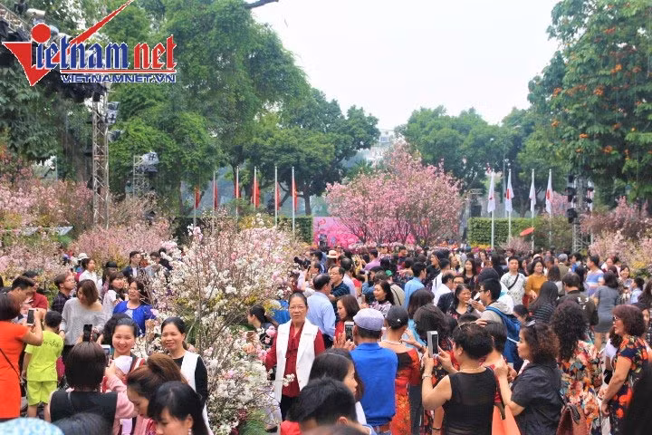 hoa anh đào,lễ hội hoa anh đào,hồ Gươm,bờ hồ