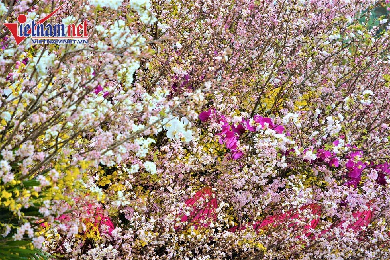 Hoa được bảo quản lạnh ở 10 độ C trước khi đem trưng bày nên tươi nguyên