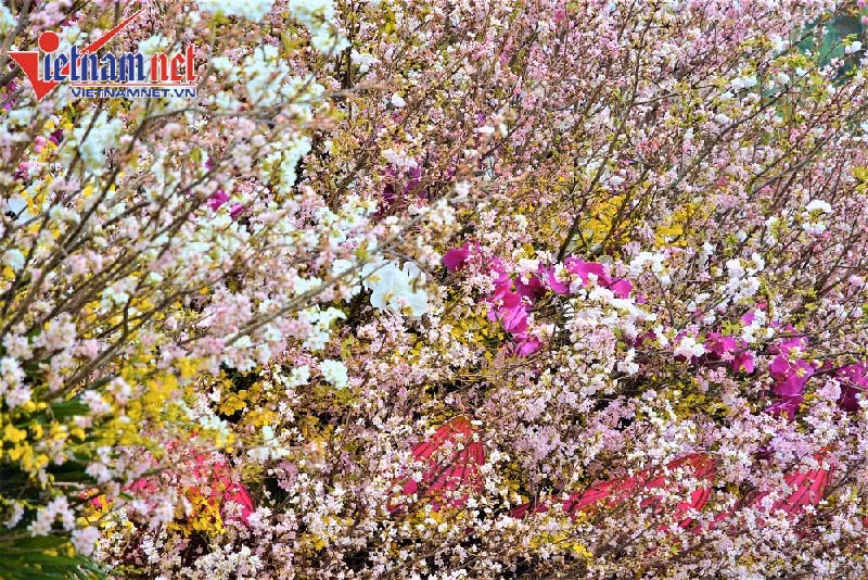 Hoa được bảo quản lạnh ở 10 độ C trước khi đem trưng bày nên tươi nguyên