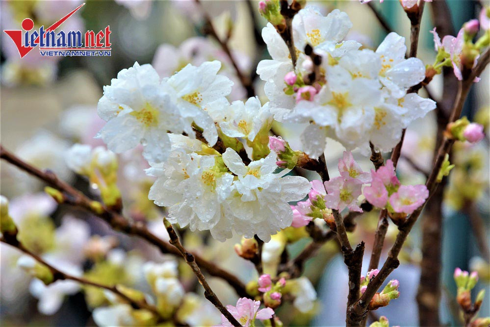 Toàn bộ hoa anh đào đều là hoa thật nhập khẩu trực tiếp từ Nhật