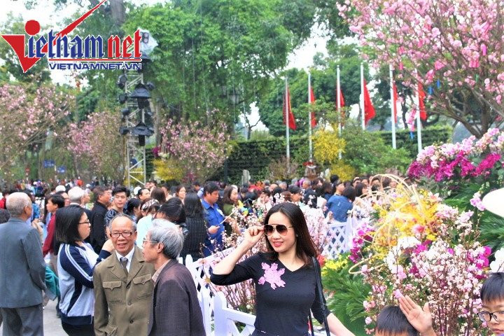 Lễ hội hoa anh đào diễn ra trong thời tiết mát mẻ, thu hút đông đảo du khách đến tham quan, chụp ảnh