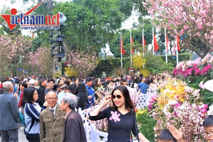 Lễ hội hoa anh đào diễn ra trong thời tiết mát mẻ, thu hút đông đảo du khách đến tham quan, chụp ảnh