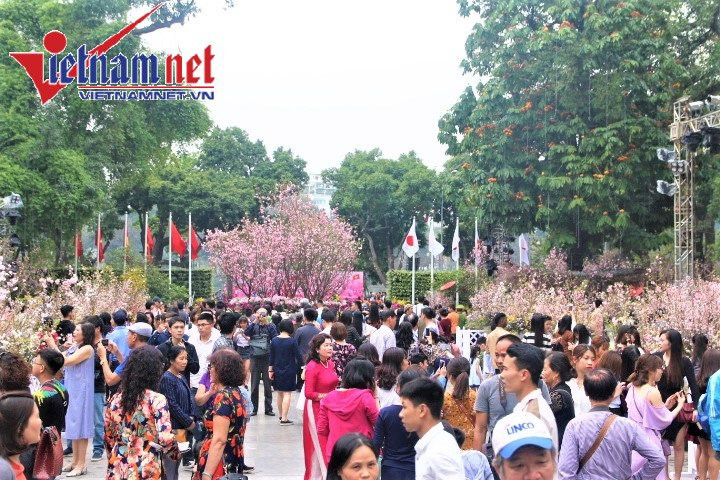 Từng tổ chức thành công vào năm ngoái, năm nay, với quy mô hoành tráng hơn, TP Hà Nội và Đại sứ quán Nhật Bản tại Việt Nam tiếp tục trưng bày khoảng 30 cây và 10.000 cành hoa anh đào, cây cảnh nghệ thuật, cùng một số loài hoa đặc trưng của Việt Nam và Hà Nội