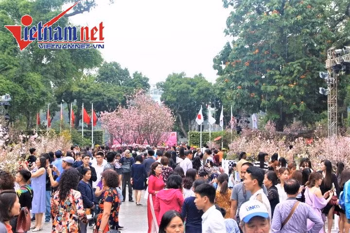 Từng tổ chức thành công vào năm ngoái, năm nay, với quy mô hoành tráng hơn, TP Hà Nội và Đại sứ quán Nhật Bản tại Việt Nam tiếp tục trưng bày khoảng 30 cây và 10.000 cành hoa anh đào, cây cảnh nghệ thuật, cùng một số loài hoa đặc trưng của Việt Nam và Hà Nội