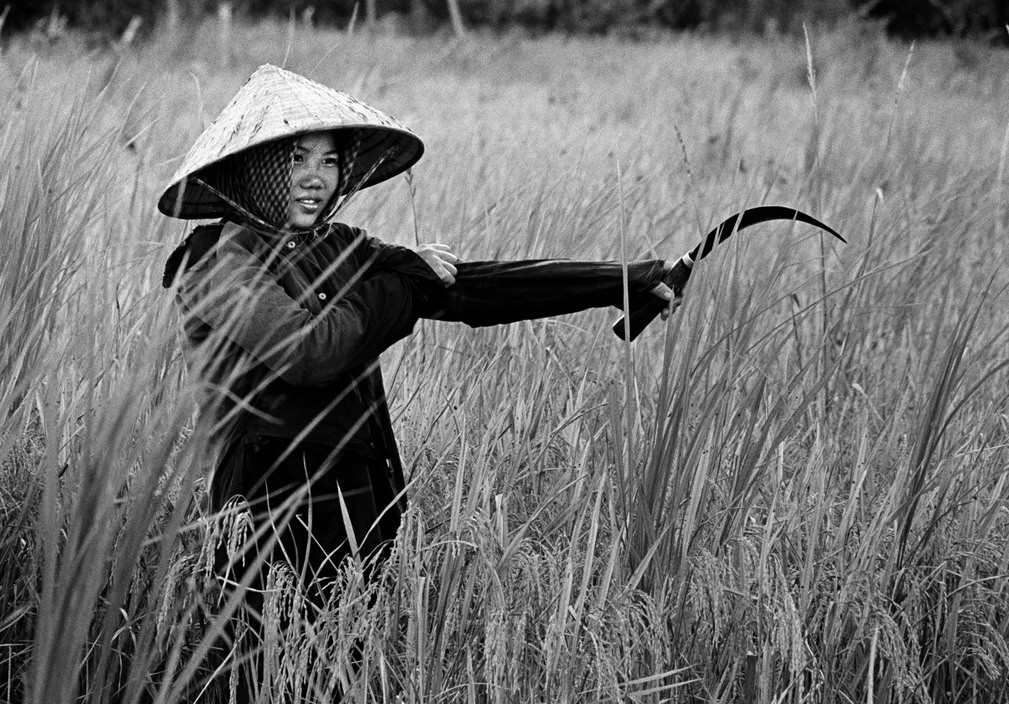 Người nữ nông dân gặt lúa trên cánh đồng, 1970. Ảnh: Philip Jones Griffiths/ Magnum.