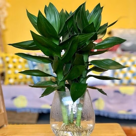 Bếp là kho tài lộc của gia đình: Trồng 5 loại cây này trong bếp để gia đạo êm ấm - Hình 5 Bep la kho tai loc cua gia dinh: Trong 5 loai cay nay trong bep de gia dao em am-Hinh-5