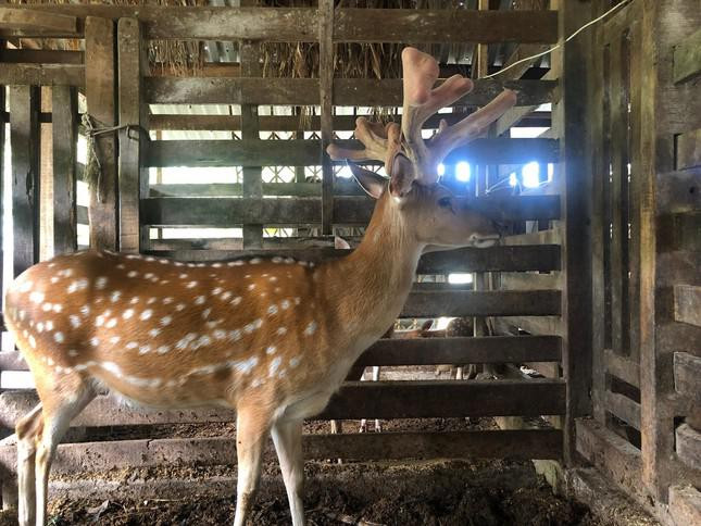 Can canh cap nhung huou khung 15 nhanh, gia hon 60 trieu dong-Hinh-3