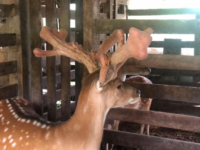 Can canh cap nhung huou khung 15 nhanh, gia hon 60 trieu dong-Hinh-4