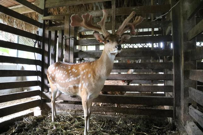 Can canh cap nhung huou khung 15 nhanh, gia hon 60 trieu dong