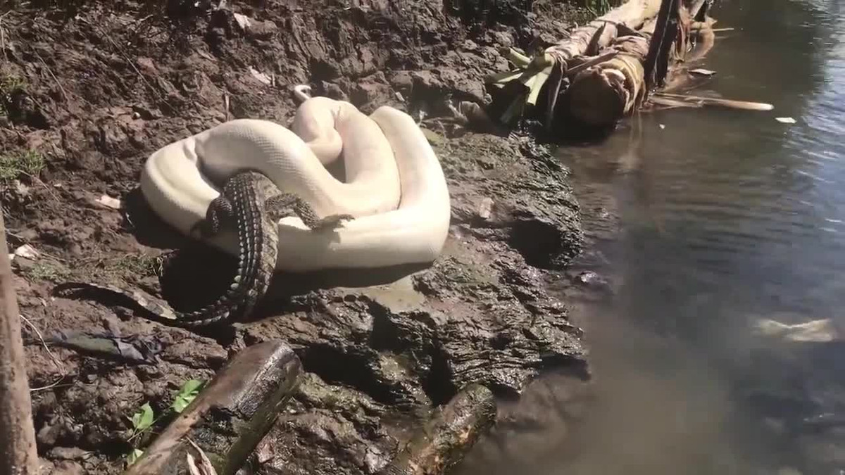 Video: Cá sấu giãy giụa, cố thoát cú siết của trăn bạch tạng và cái kết Video: Ca sau giay giua, co thoat cu siet cua tran bach tang va cai ket