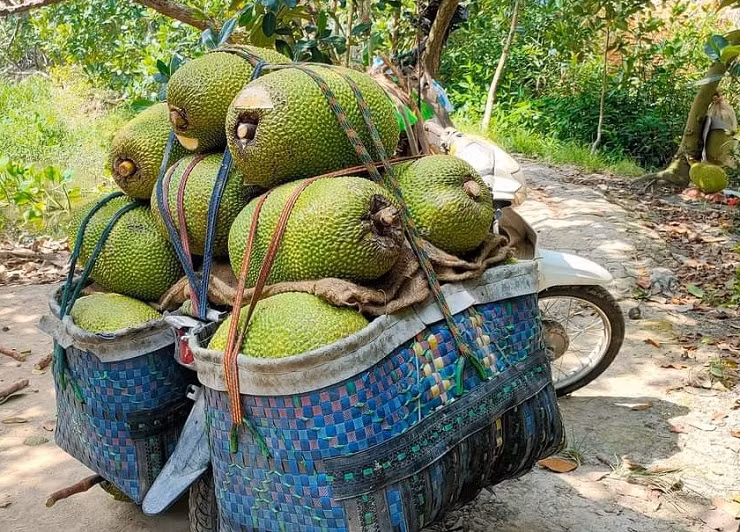 Mit Thai tai vuon rot gia the tham chi con 2.000 dong/kg