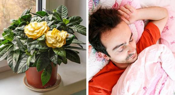 7 loai cay gia dinh nen trong quanh nha, giup cai thien suc khoe