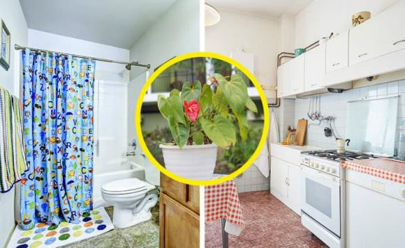 7 loai cay gia dinh nen trong quanh nha, giup cai thien suc khoe-Hinh-7