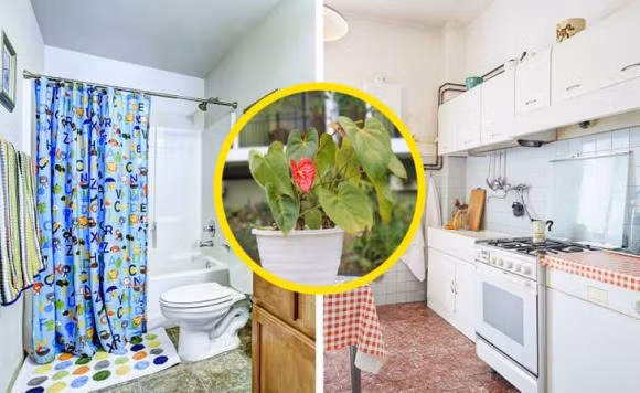 7 loai cay gia dinh nen trong quanh nha, giup cai thien suc khoe-Hinh-7