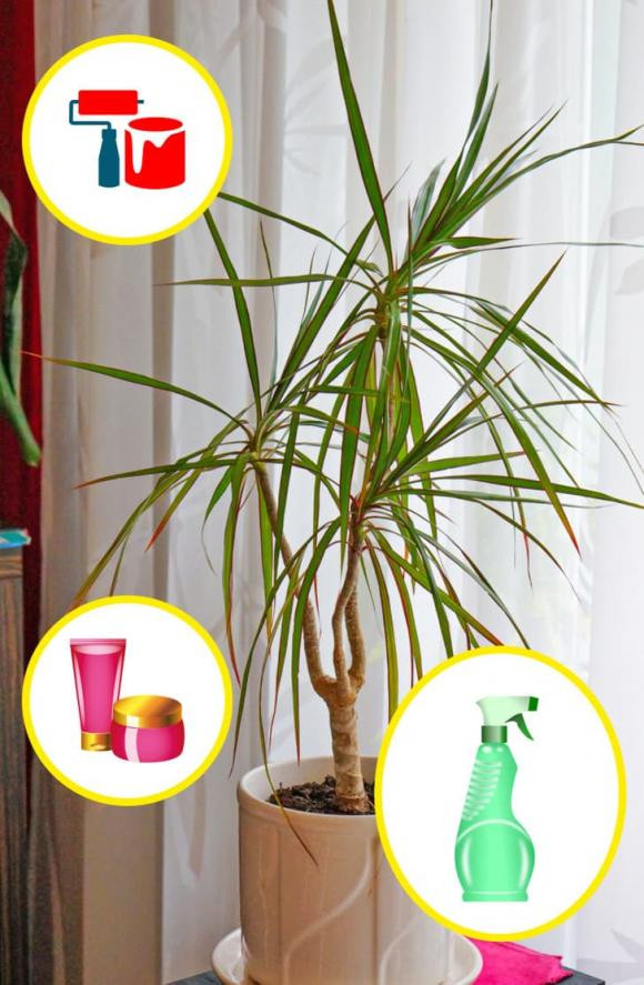 7 loai cay gia dinh nen trong quanh nha, giup cai thien suc khoe-Hinh-4