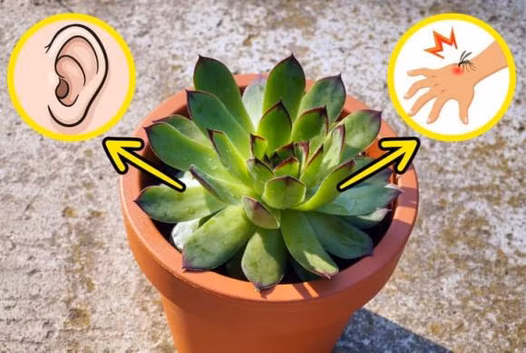 7 loai cay gia dinh nen trong quanh nha, giup cai thien suc khoe-Hinh-3