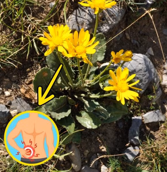 7 loai cay gia dinh nen trong quanh nha, giup cai thien suc khoe-Hinh-6