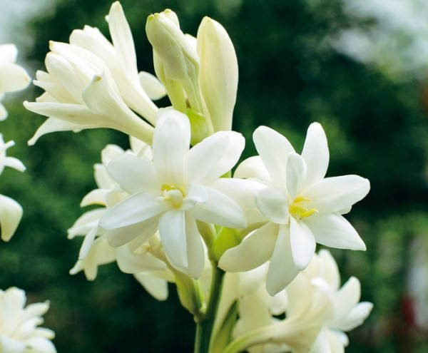 Đúng sáng mùng 1 âm, đặt 5 loại hoa này lên bàn thờ để cả tháng may mắn ảnh 4