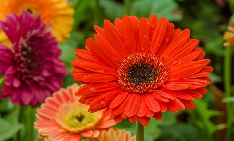 Đúng sáng mùng 1 âm, đặt 5 loại hoa này lên bàn thờ để cả tháng may mắn ảnh 5