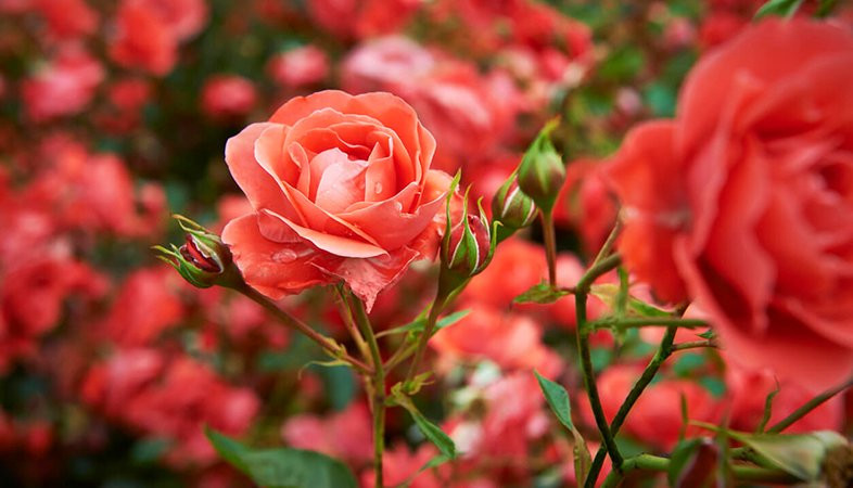 Đúng sáng mùng 1 âm, đặt 5 loại hoa này lên bàn thờ để cả tháng may mắn ảnh 2