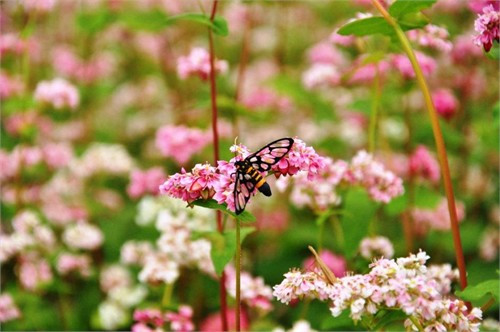 Tuy nhiên, loài hoa này được trồng nhiều và đẹp nhất ở Hà Giang, nhất là cao nguyên đá Đồng Văn. Hoa nở rộ và có màu đẹp nhất vào độ giữa thu, khoảng tháng 10 hàng năm.