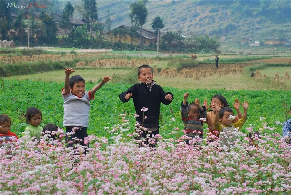 Hoa tam giác mạch có vòng đời khoảng một tháng, mới đầu hoa nở có màu trắng, sau chuyển sang phớt hồng, ánh tím và cuối cùng là đỏ sậm.