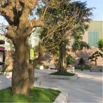 “Cung điện” này của Minh “sâm” nằm đối diện với đại bản doanh của công ty. Để xây dựng, ông trùm này đã bỏ ra tới hơn 500m3 gỗ quý hiếm và thi công dựa theo phong cách kiến trúc lăng tẩm của các vua chúa ngày xưa, xung quanh khu vực “cung điện” này được tô điểm bằng hàng cây sưa đỏ để tạo bóng mát. Trong ảnh là một cây gỗ huỳnh đàn đỏ được đánh về từ rừng bên Campuchia, đang được truyền nước và đạm trực tiếp vào thân cây.