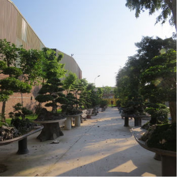 Ngoài những thú chơi đồ gỗ, đồ cổ quý hiếm, Minh "Sâm" còn có thú chơi bonsai, cây cảnh độc đáo và tốn tiền. Để chăm sóc cho vườn cây cảnh quý của mình, Minh “sâm” đã chi cả núi tiền để thuê đội ngũ chuyên gia của Nhật một năm sang Việt Nam 2 lần và ở hàng tháng trời để chăm sóc, tỉa tót cho vườn cây của mình theo đúng dáng và cách chơi bonsai của Nhật.