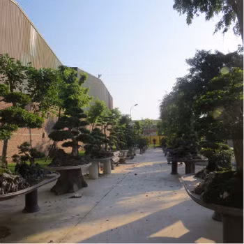 Ngoài những thú chơi đồ gỗ, đồ cổ quý hiếm, Minh "Sâm" còn có thú chơi bonsai, cây cảnh độc đáo và tốn tiền. Để chăm sóc cho vườn cây cảnh quý của mình, Minh “sâm” đã chi cả núi tiền để thuê đội ngũ chuyên gia của Nhật một năm sang Việt Nam 2 lần và ở hàng tháng trời để chăm sóc, tỉa tót cho vườn cây của mình theo đúng dáng và cách chơi bonsai của Nhật.