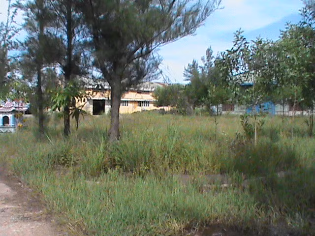 Thứ duy nhất có nhiều tại khu công nghiệp này là... cỏ dại và thông non.