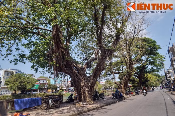 2. Chạy dọc theo hai bờ của sông Đông Ba, đường Bạch Đằng và đường Huỳnh Thúc Kháng - Đào Duy Anh là hai tuyến đường tập trung nhiều cây cổ thụ của thành phố Huế.