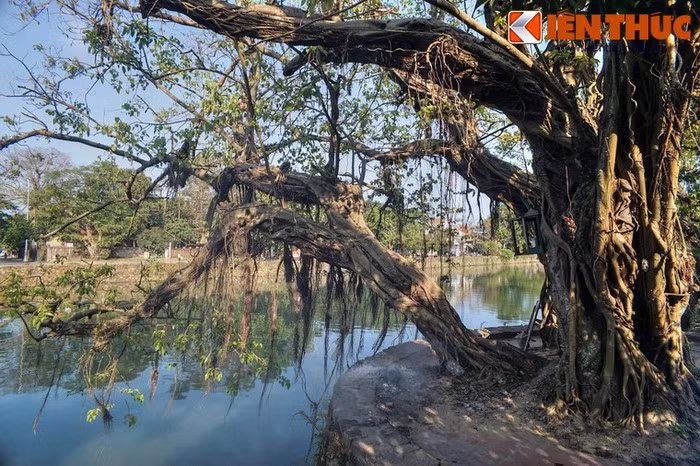 Các cây cổ thụ ở đây đa dạng về kích cỡ và chủng loại, nhiều nhất là cây bồ đề, kế đến là cây đa, cây si... Nhiều cây có tuổi đời trên dưới một thế kỷ, vòng thân rất lớn, nhiều người ôm mới xuể. Cành cây gân guốc, uốn lượn muôn hình vẻ, ấn tượng như những tác phẩm nghệ thuật của tạo hóa.