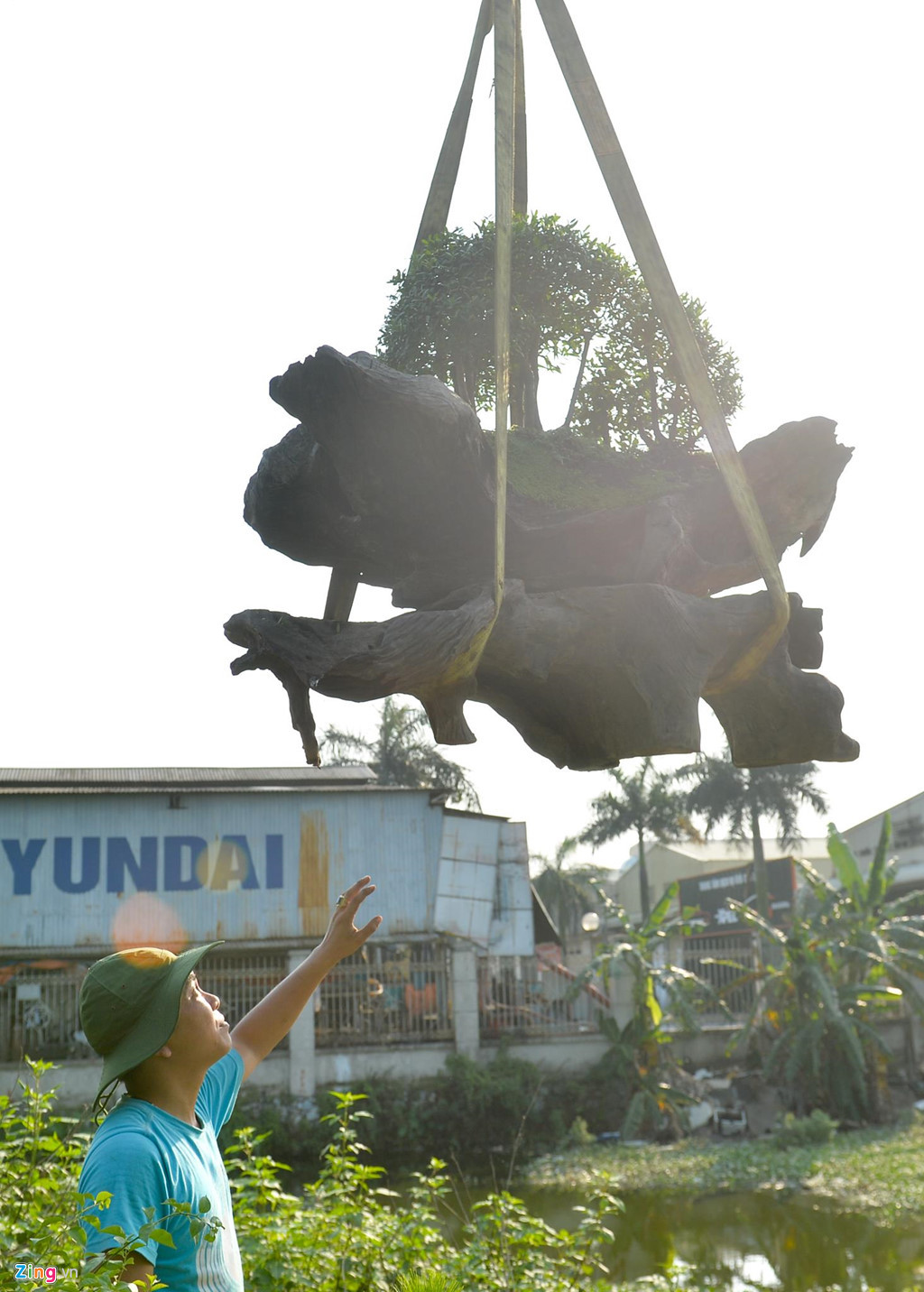 Để vận chuyển được cây từ Nha Trang ra Hà Nội, anh đã phải thuê xe tải hết 30 triệu đồng. Trong những ngày qua, anh bán được khá nhiều cây cảnh từ vài chục đến vài trăm triệu đồng.