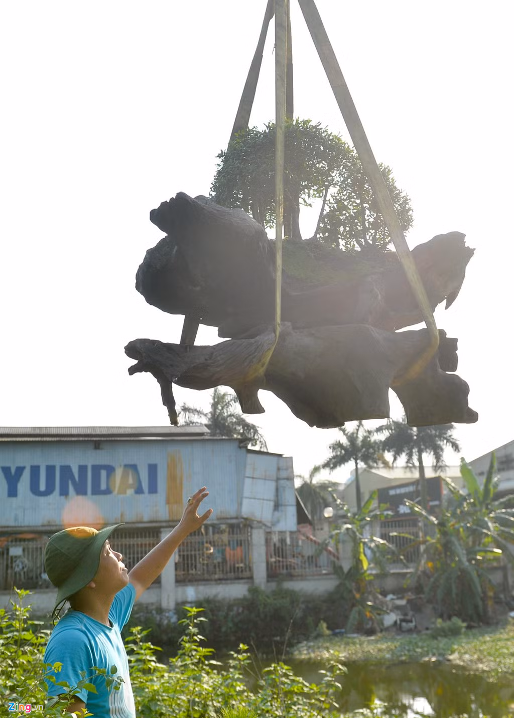 Để vận chuyển được cây từ Nha Trang ra Hà Nội, anh đã phải thuê xe tải hết 30 triệu đồng. Trong những ngày qua, anh bán được khá nhiều cây cảnh từ vài chục đến vài trăm triệu đồng.