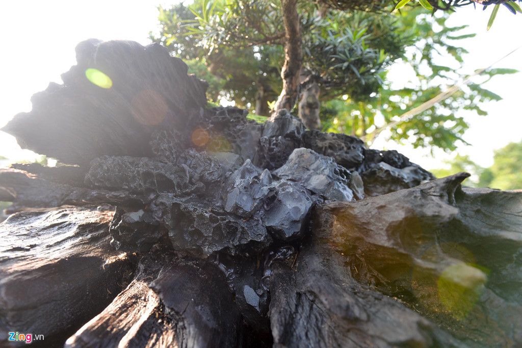 Gốc cây sao đen nặng 8 tấn, vốn là cây cổ thụ bị đổ xuống dòng suối và bị nước bào mòn qua nhiều năm. Giá trị của nguyên gốc cây này khoảng 300 triệu đồng.